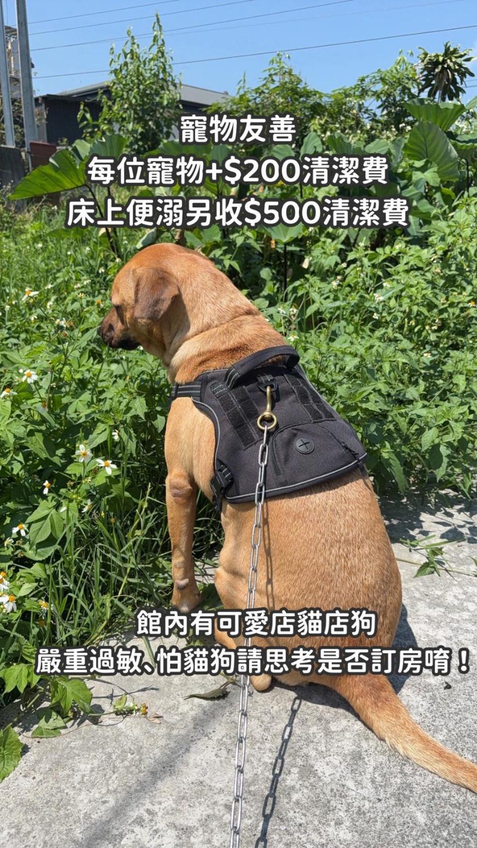 缽割貓點點 青旅 Diandian Hostel Puli Eksteriør billede